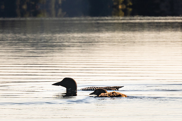 20220813-JAH04163: Lows Lake, Adirondacks, NY.  Loon and Chick.