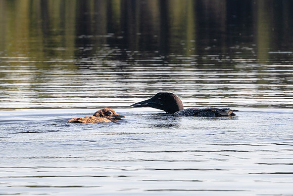 20220813-JAH04157: Lows Lake, Adirondacks, NY.  Loon and Chick.