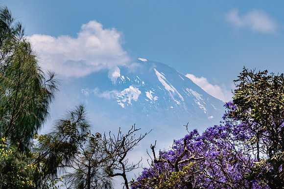 20221002-JAH04624-Moshi-JacarandaTree