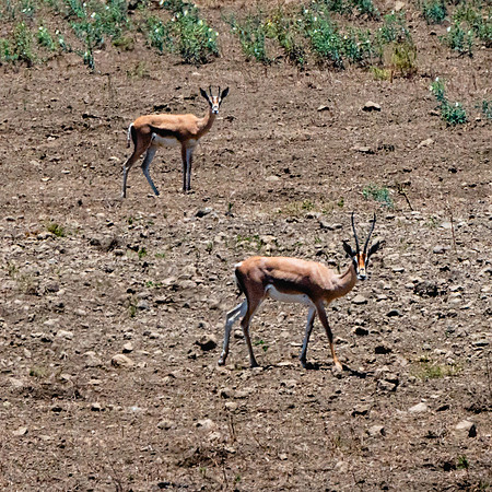 20221002-JAH04670-Gazelle