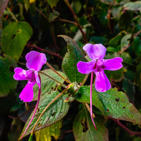 20221002-JAH04731-AfricanViolet