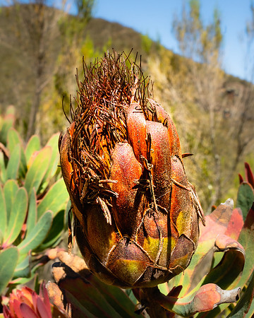20221003-JAH04790-ProteaCaffra
