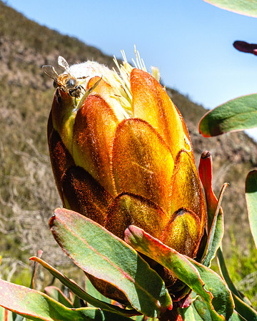 20221003-JAH04785-ProteaCaffra