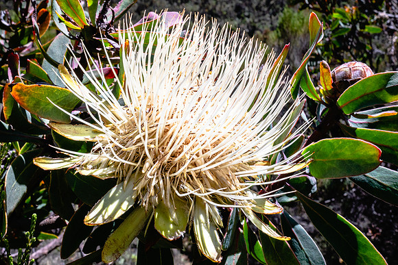 20221003-JAH04802-ProteaCaffra