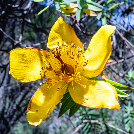 20221003-JAH04805-Hibiscus rosa-sinensis