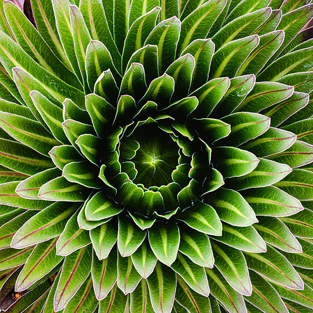 20221005-JAH05253-Lobelia