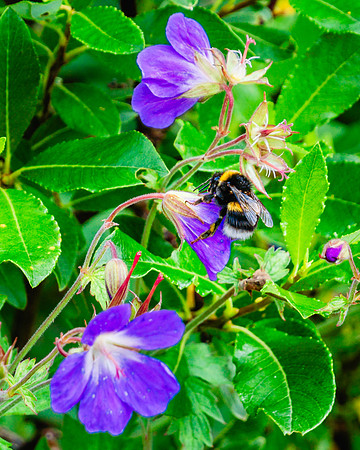 20240802-JAH02966-Geranium