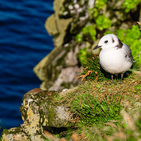 20240806-JJJ04162-BlackLeggedKittiwake