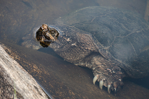 20230609-JAH07038-Pharaoh-SnappingTurtle