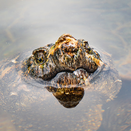 20230609-JAH07064-Pharaoh-SnappingTurtle