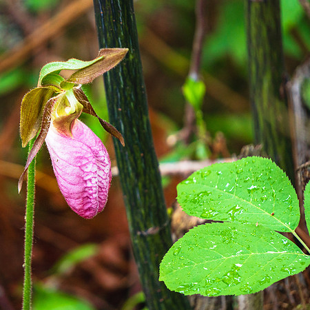 20230609-JAH06978-Pharaoh-PinkLadySlipper