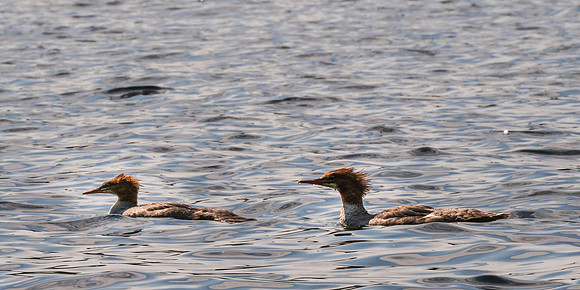 20230820-JAH07396-Common-or-RedBreasted-Merganser-Female