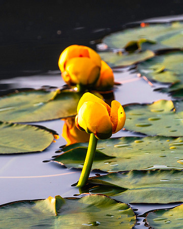 JAH09955-YellowPondLily