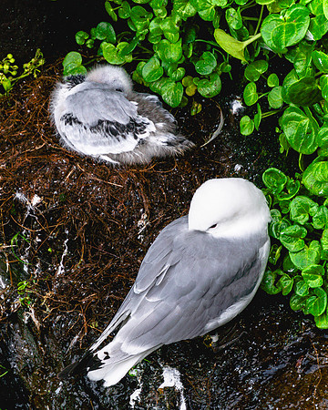 20240806-JJJ04150-kittiwake