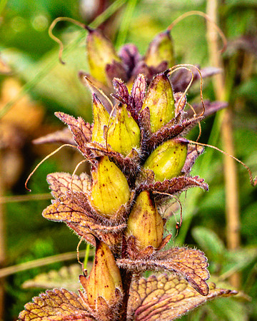 20240801-JAH02639-Broomrape