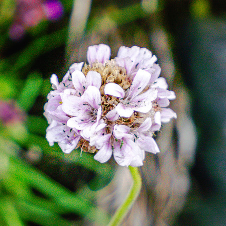 20240731-JAH02290-Armeria maritima