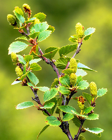 20240801-JAH02882-Betula