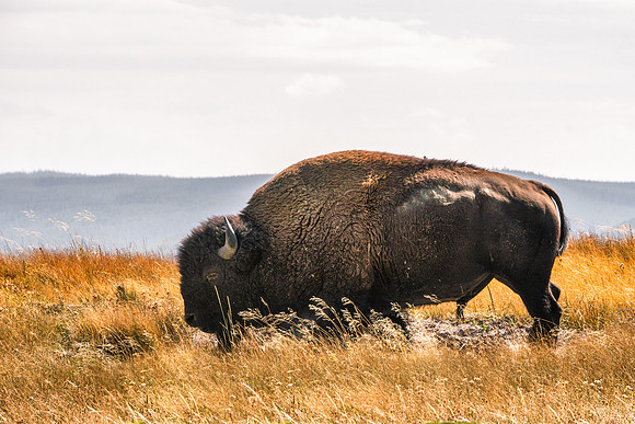 20180912-JAH04227:  Bison are truly magestic and powerful creatures.