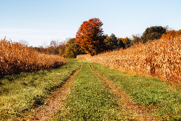 20181030-JAH05573: Tire tracks into the maze!