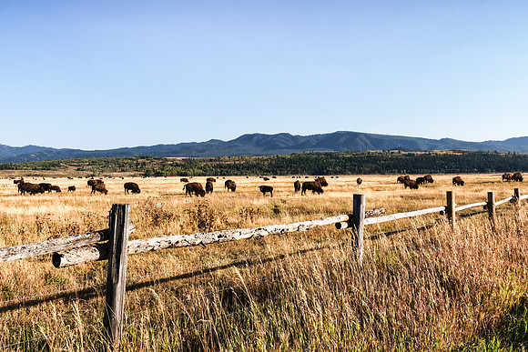 20180909-JAH02881: Where the Buffalo roam in Grand Teton NP.