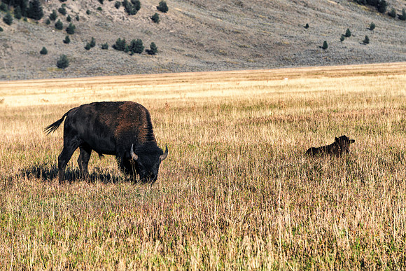 20180909-JAH02901: Daddy buffalo keeps a watchful eye in Grand Teton NP.