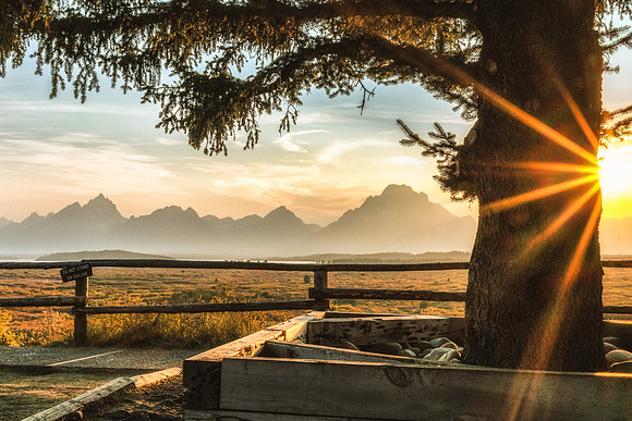 20180911-JAH03551: Sun wrapping around a tree outside Jackson Lake Lodge in Grand Teton NP.