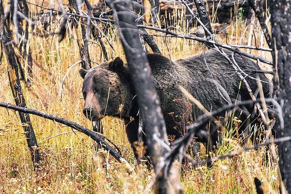 20180912-JAH03706: A handsome Grizzly bear in Grand Teton NP.