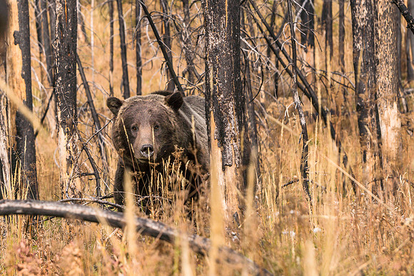 20180912-JAH03915: A handsome Grizzly bear in Grand Teton NP.