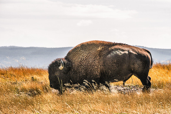 20180912-JAH04227: A solitary bison grazes in Grand Teton NP.