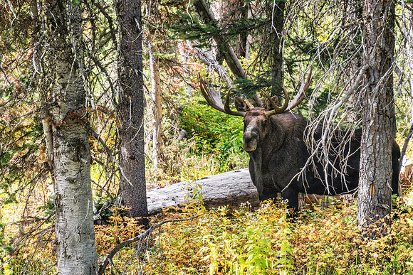20180914-JAH04700: A mature bull moose keeps a watchful eye in Grand Teton NP.
