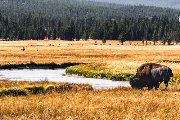 20180912-JAH04266: A male bison grazes while a couple fishermen try their luck in Grand Teton NP.