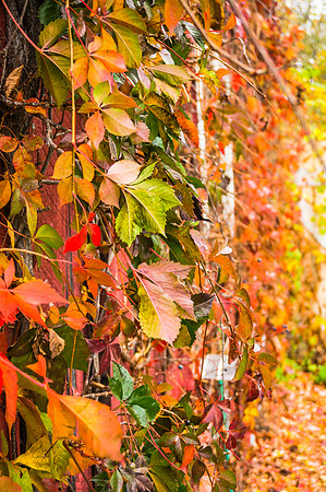 20131019-DSC0154: Fall leaves at a winery near Cayuga Lake NY.