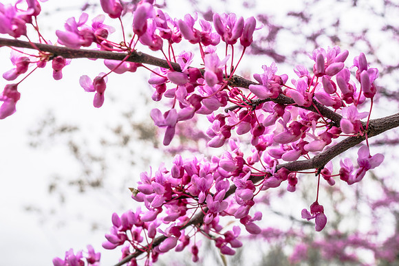 20170429-JAH02766: Eastern Redbud tree in bloom near Taughannock  Falls.