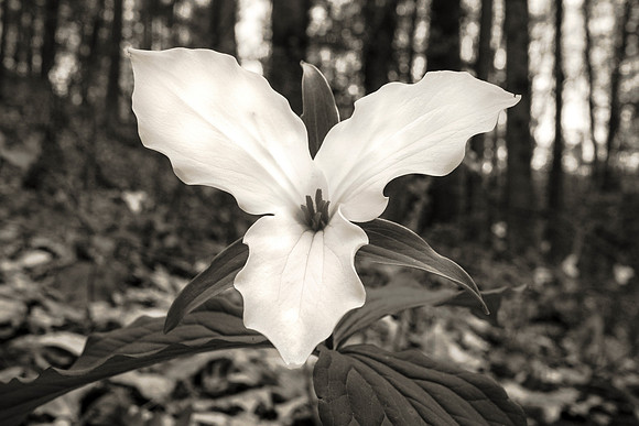 20170429-JAH02907: A white Trillium flower in Robert Treman State Park NY.