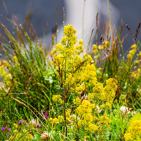 20240801-JAH02731-LadysBedStraw