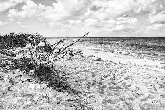 20180219-JAH07710: Conch apocalypse at Leeward beach, Turks & Caicos Islands.