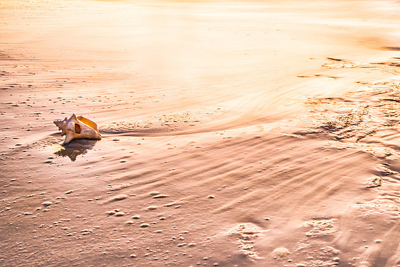 20180226-JAH08609: Tides reveal this shell's path at Pelican Beach, Turks & Caicos Islands.