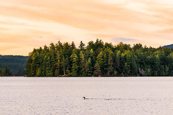 20170728-JAH05386: A Loon swims across Lower Saranac Lake, Adirondacks NY.
