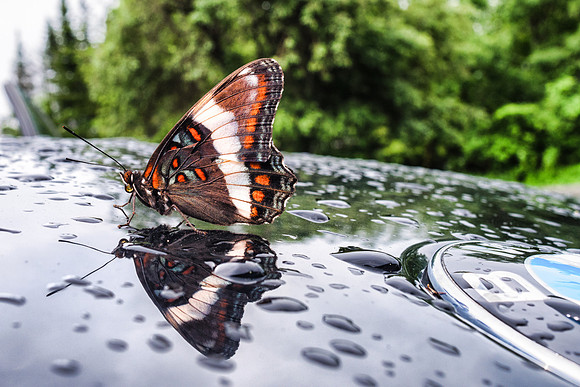 20170623-JAH03989: A white admiral butterfly in Speculator NY, Adirondacks.