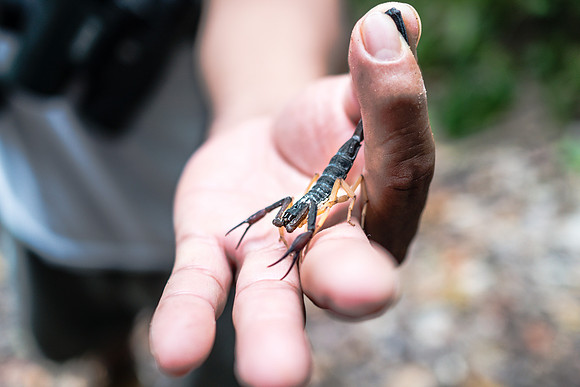 20170302-JAH00901: A steady hand secures a scorpion at Tikal, Guatemala.