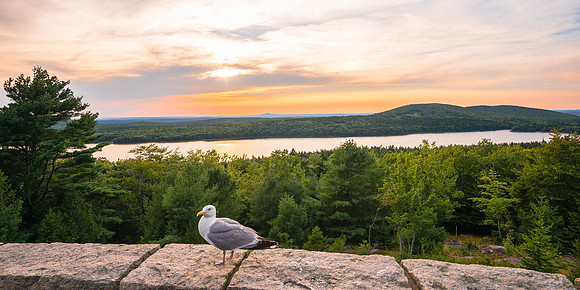 20160824-DSC2505: A seagull catches the sunset over Eagle Lake in Acadia National Park, Maine.