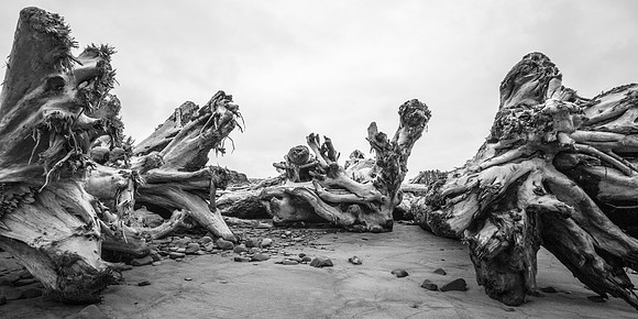 20160624-DSC1660: Massive driftwood at Rialto Beach, Olympic National Park, Washington. (2x1 size)