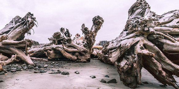 20160624-DSC1660: Massive driftwood at Rialto Beach, Olympic National Park, Washington. (2x1 size)