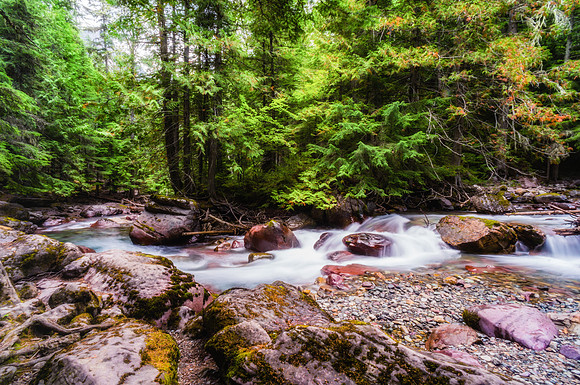 20140830-DSC3661: Along the Avalanche Lake trail in Glacier National Park, Montana.