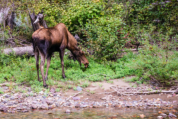 20140831-DSC3783: Mama moose trying to fatten up before winter in Glacier National Park, Montana.