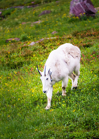 20140831-DSC3935: A collared mountain goat on the Hidden Lake trail in Glacier National Park Montana