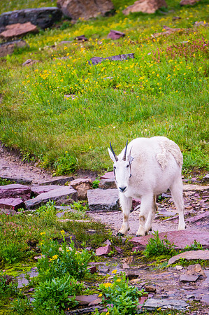 20140831-DSC3941: A collared mountain goat on the Hidden Lake trail in Glacier National Park Montana