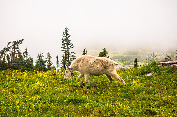 20140831-DSC3948: A collared mountain goat on the Hidden Lake trail in Glacier National Park Montana