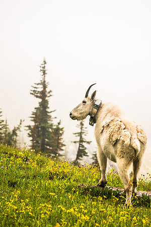 20140831-DSC3957: A collared mountain goat on the Hidden Lake trail in Glacier National Park Montana