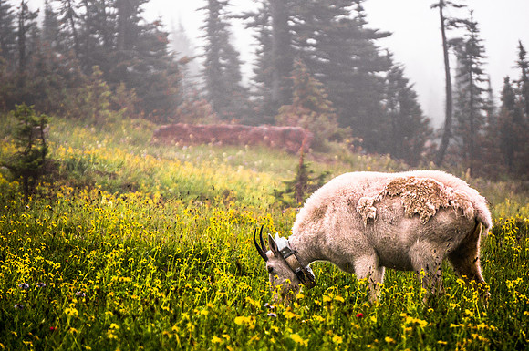 20140831-DSC3963: A collared mountain goat on the Hidden Lake trail in Glacier National Park Montana